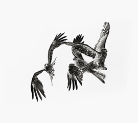 Des Oiseaux / Fåglar